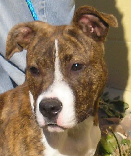 pitbull boxer mix image