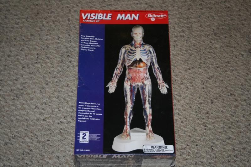 visible man model Pictures, Images and Photos