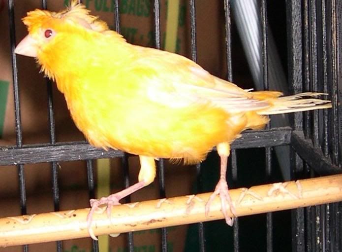 Albino Kah Kenari Jambul Ku Ini Kicaumania