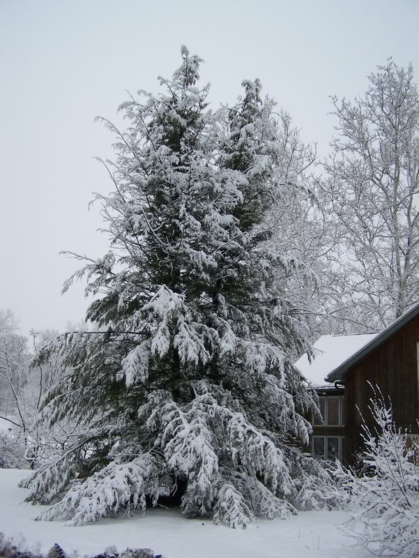 winter