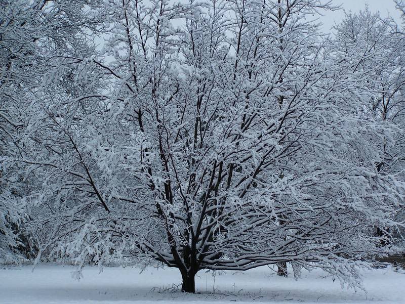 winter