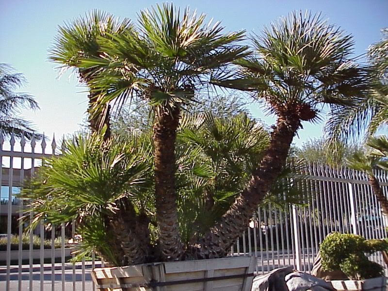 pygmy date palm tree. Pygmy Date Palm posting.