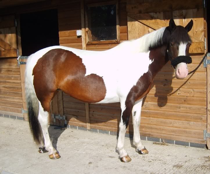 Poll Horse