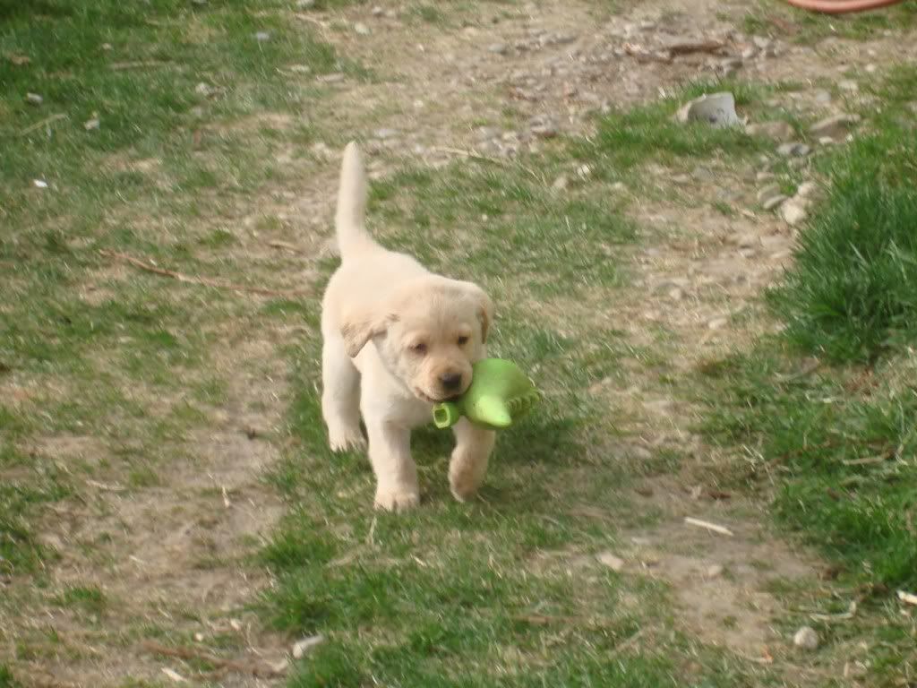 DSC08136PuppiesApril2009.jpg