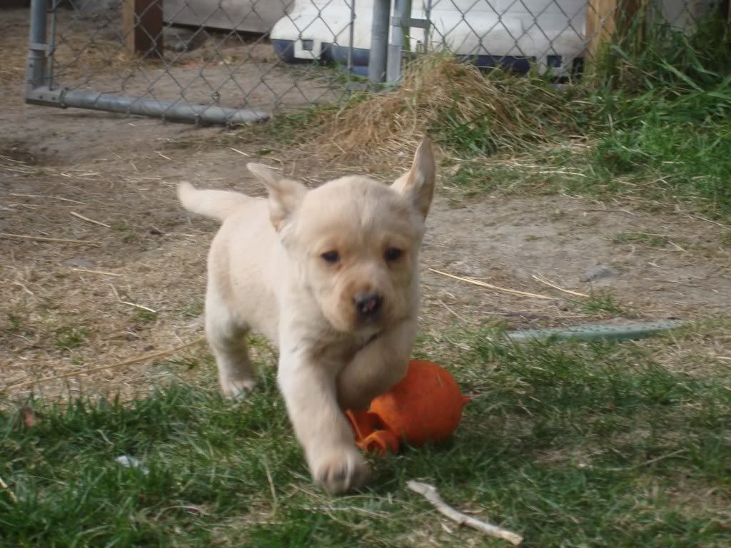 DSC08141PuppiesApril2009.jpg