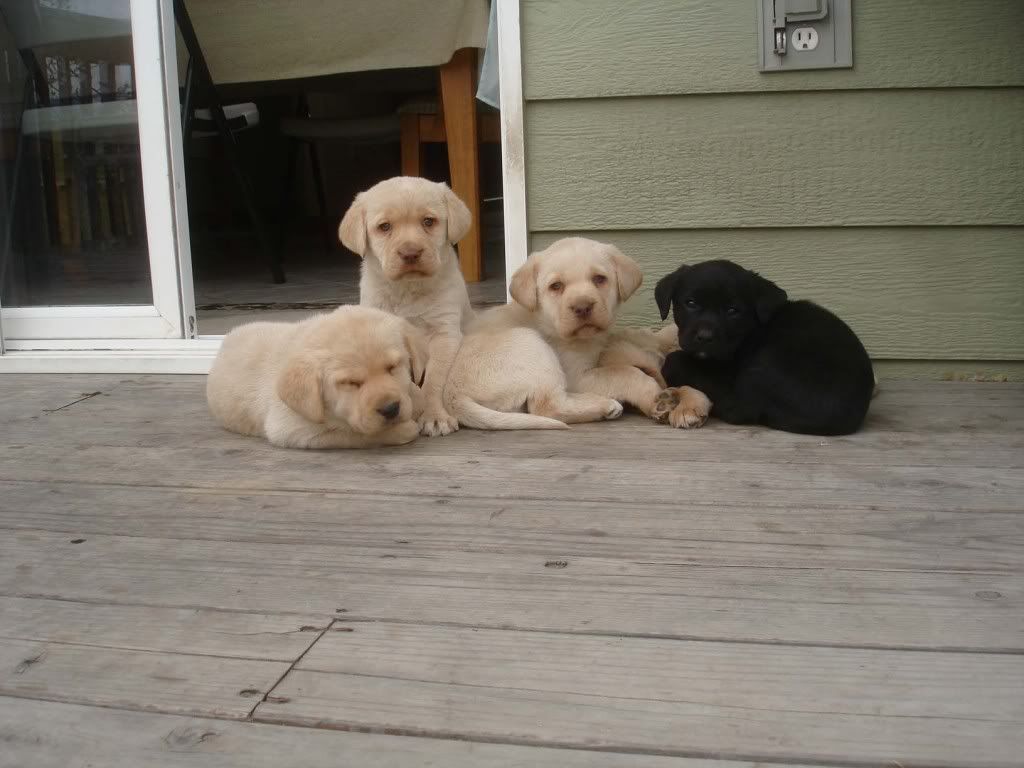 DSC08156PuppiesApril2009.jpg