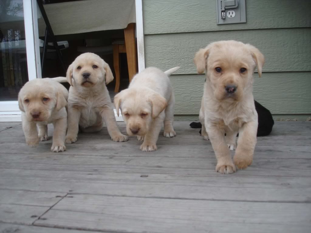 DSC08158PuppiesApril2009.jpg