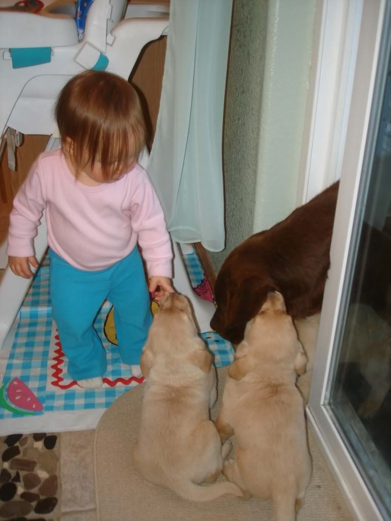 DSC08195PuppiesApril2009.jpg