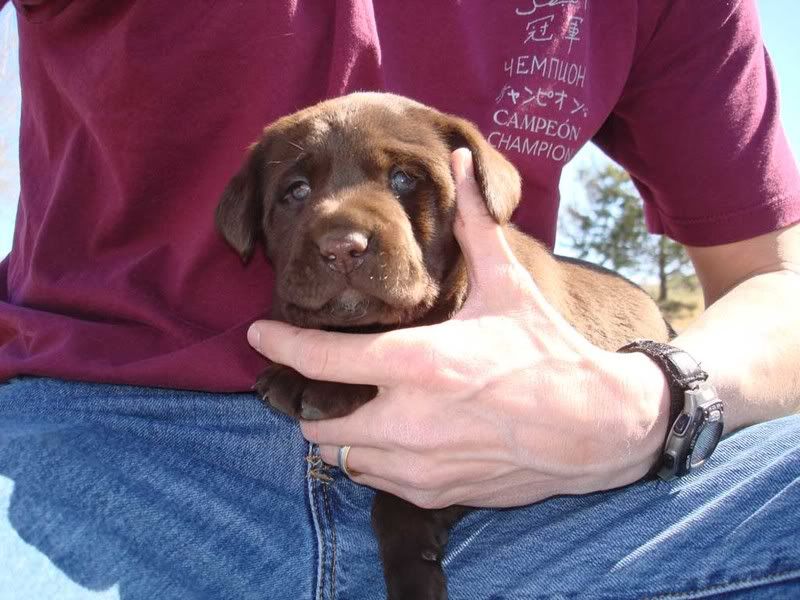 DSC04043Puppies2008.jpg