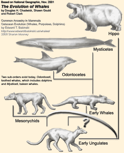 Whale Origins