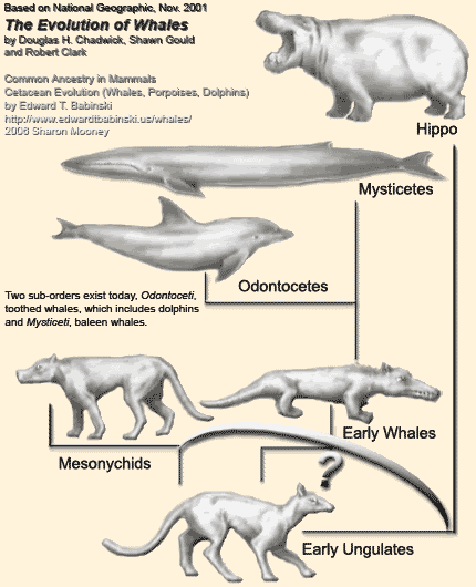 Encyclopedian Dictionary ( North Carolina Sea Shells ): Origin of Cetaceans