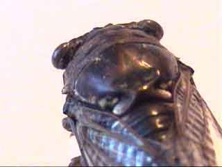 Locusts And Wild Honey | RM. Locusts And Wild Honey | RM.