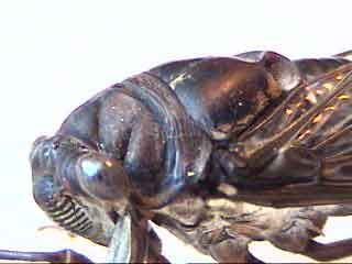 locust insect