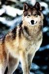 wolf2.jpg standing brown wolf image by kamoria_everwood