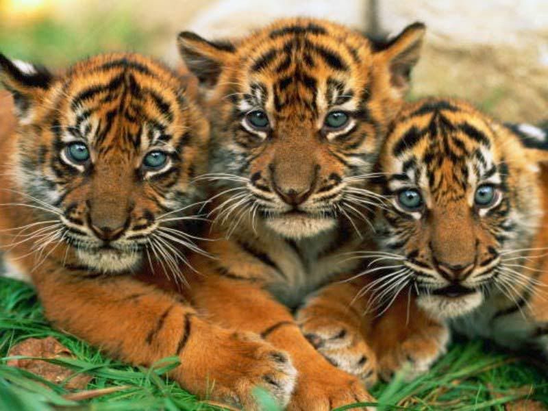 tiger cubs wallpaper. Chicago Cubs wallpapers,