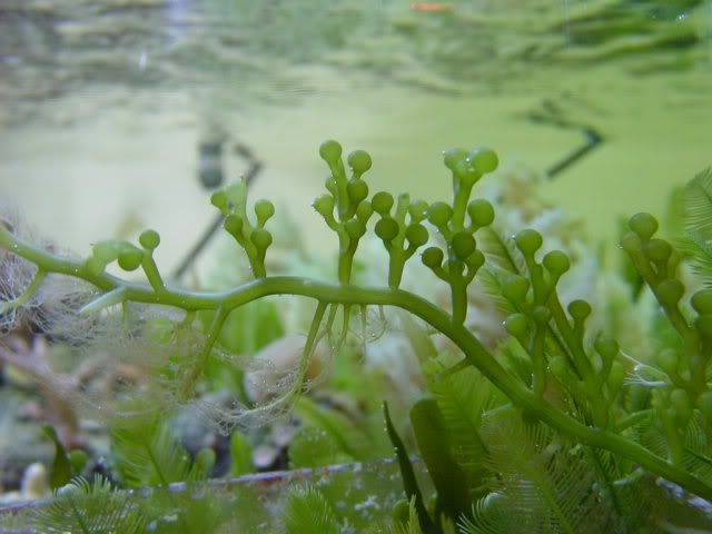 GrapeCaulerpa.jpg