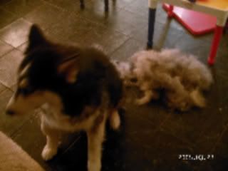 Half-groomed woolly and pile of fur