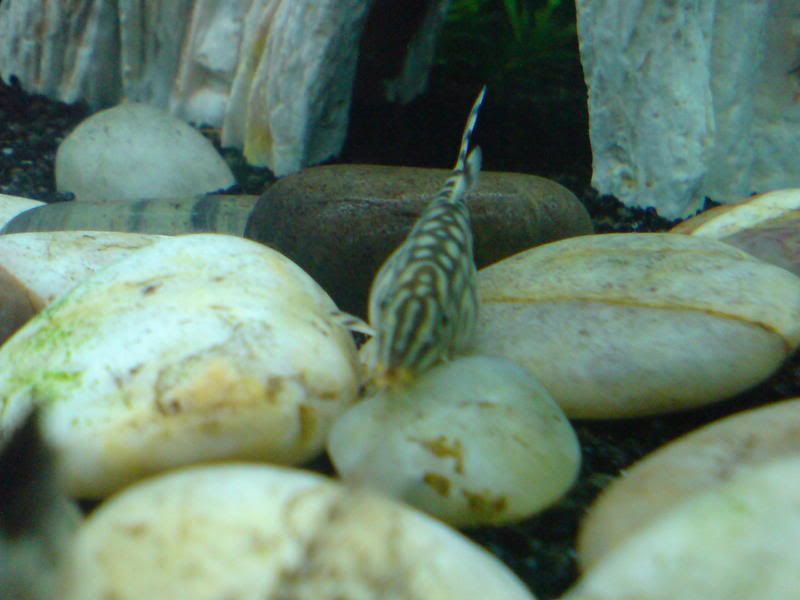 Loach Eggs