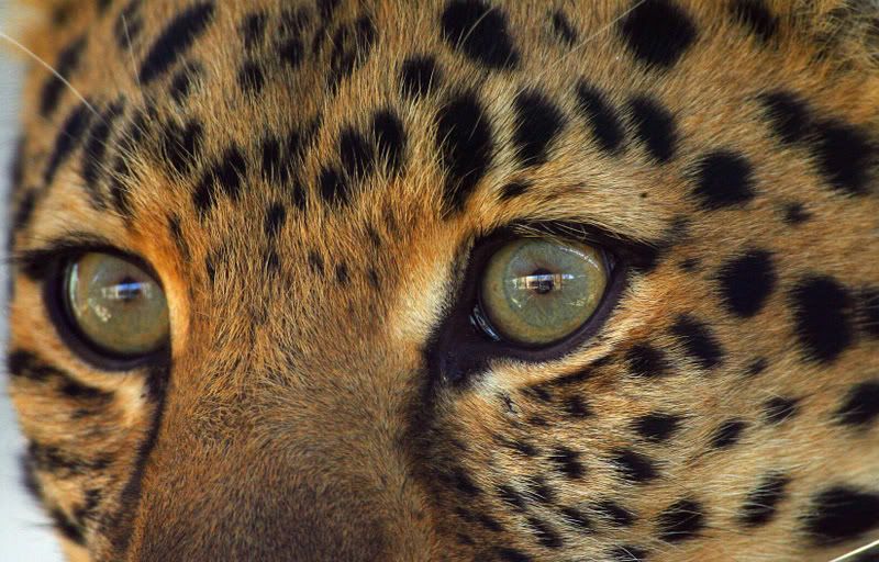 IMAGE: http://i88.photobucket.com/albums/k173/ryant35/CP3_0257.jpg