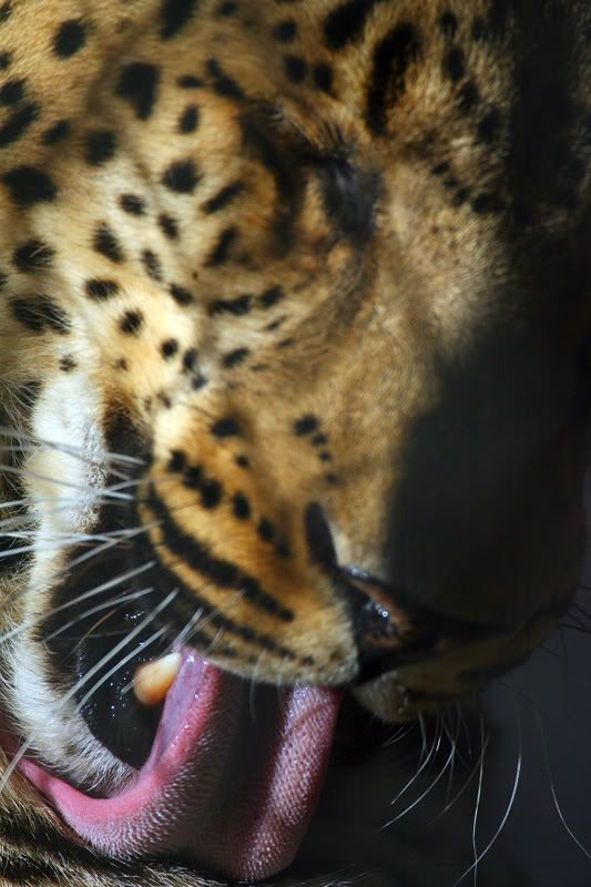 IMAGE: http://i88.photobucket.com/albums/k173/ryant35/CP3_0451.jpg