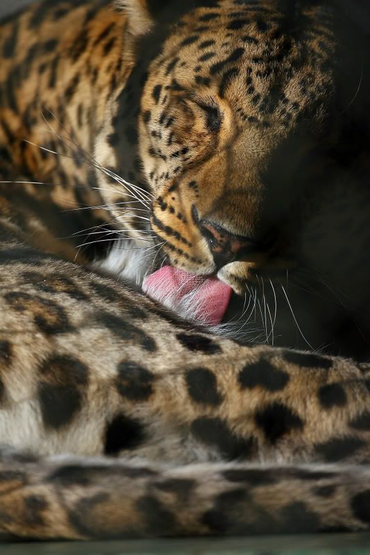 IMAGE: http://i88.photobucket.com/albums/k173/ryant35/CP3_0531.jpg