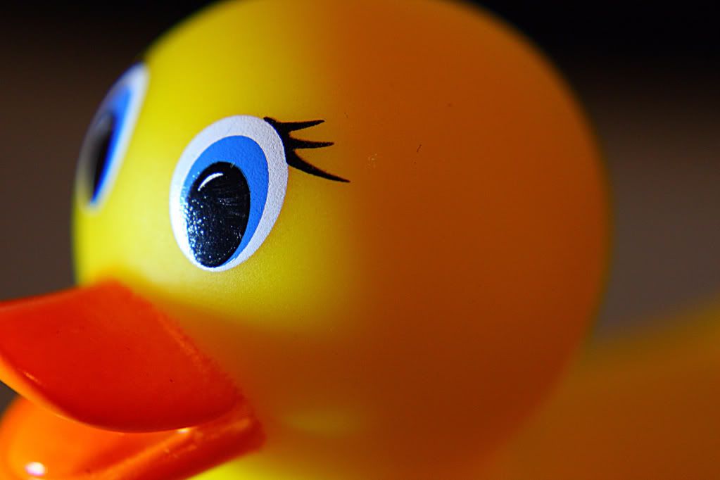 IMAGE: http://i88.photobucket.com/albums/k173/ryant35/Duckies/IMG_0047-1.jpg