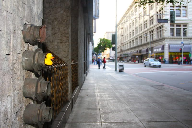 IMAGE: http://i88.photobucket.com/albums/k173/ryant35/Duckies/IMG_2659.jpg