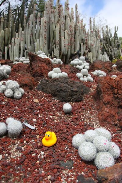 IMAGE: http://i88.photobucket.com/albums/k173/ryant35/Duckies/IMG_2761.jpg