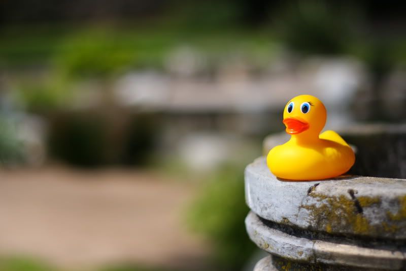 IMAGE: http://i88.photobucket.com/albums/k173/ryant35/Duckies/IMG_2769.jpg