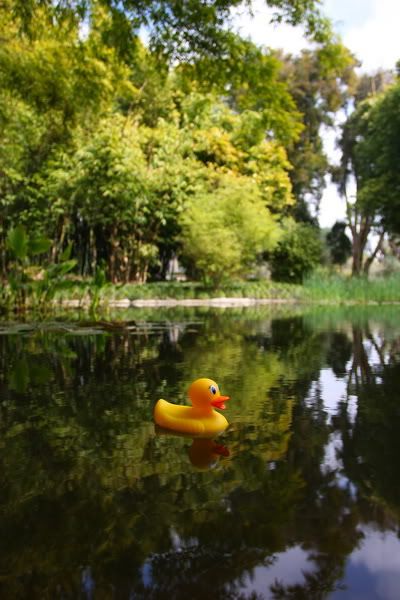 IMAGE: http://i88.photobucket.com/albums/k173/ryant35/Duckies/IMG_2776.jpg