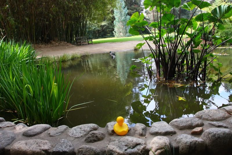 IMAGE: http://i88.photobucket.com/albums/k173/ryant35/Duckies/IMG_2798.jpg