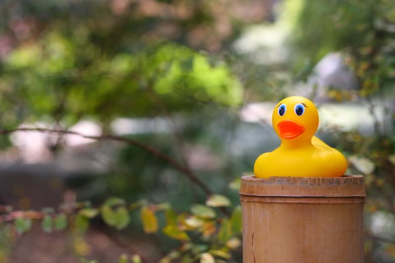 IMAGE: http://i88.photobucket.com/albums/k173/ryant35/Duckies/IMG_2815.jpg