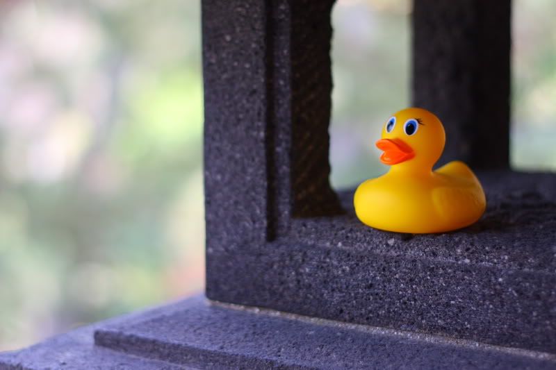 IMAGE: http://i88.photobucket.com/albums/k173/ryant35/Duckies/IMG_2839.jpg