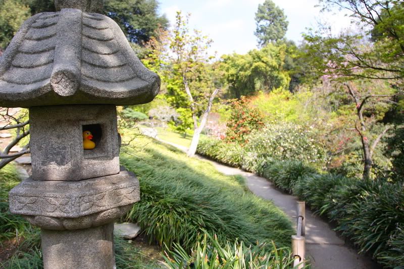 IMAGE: http://i88.photobucket.com/albums/k173/ryant35/Duckies/IMG_2848.jpg