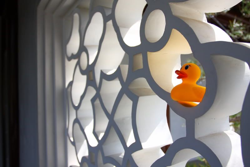 IMAGE: http://i88.photobucket.com/albums/k173/ryant35/Duckies/IMG_2856.jpg