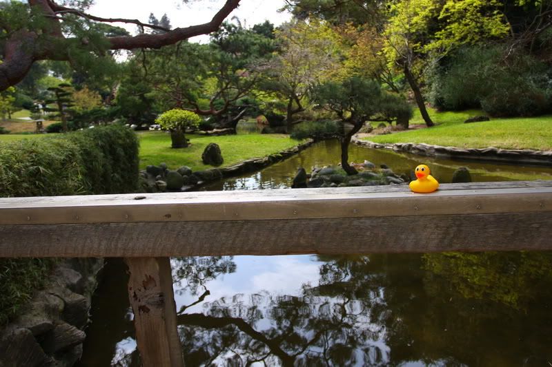 IMAGE: http://i88.photobucket.com/albums/k173/ryant35/Duckies/IMG_2896.jpg