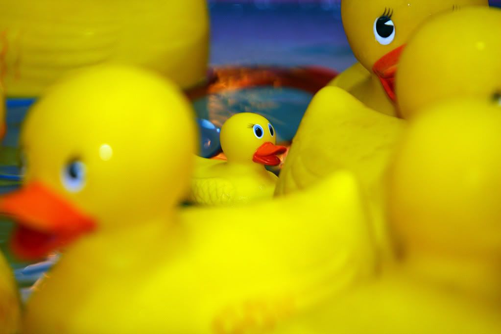 IMAGE: http://i88.photobucket.com/albums/k173/ryant35/Duckies/IMG_3316.jpg