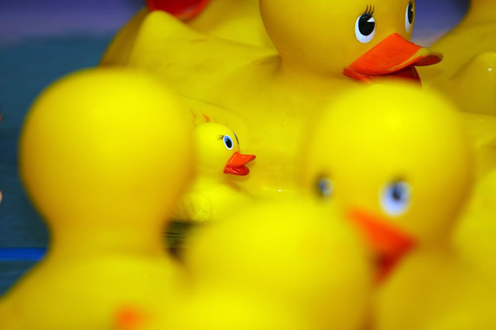 IMAGE: http://i88.photobucket.com/albums/k173/ryant35/Duckies/IMG_3317.jpg