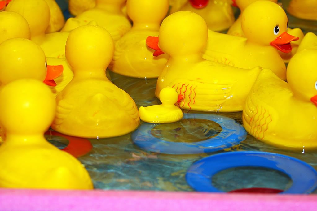 IMAGE: http://i88.photobucket.com/albums/k173/ryant35/Duckies/IMG_3319.jpg