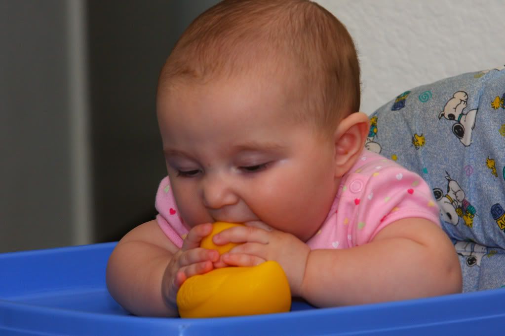 IMAGE: http://i88.photobucket.com/albums/k173/ryant35/Duckies/IMG_3445.jpg