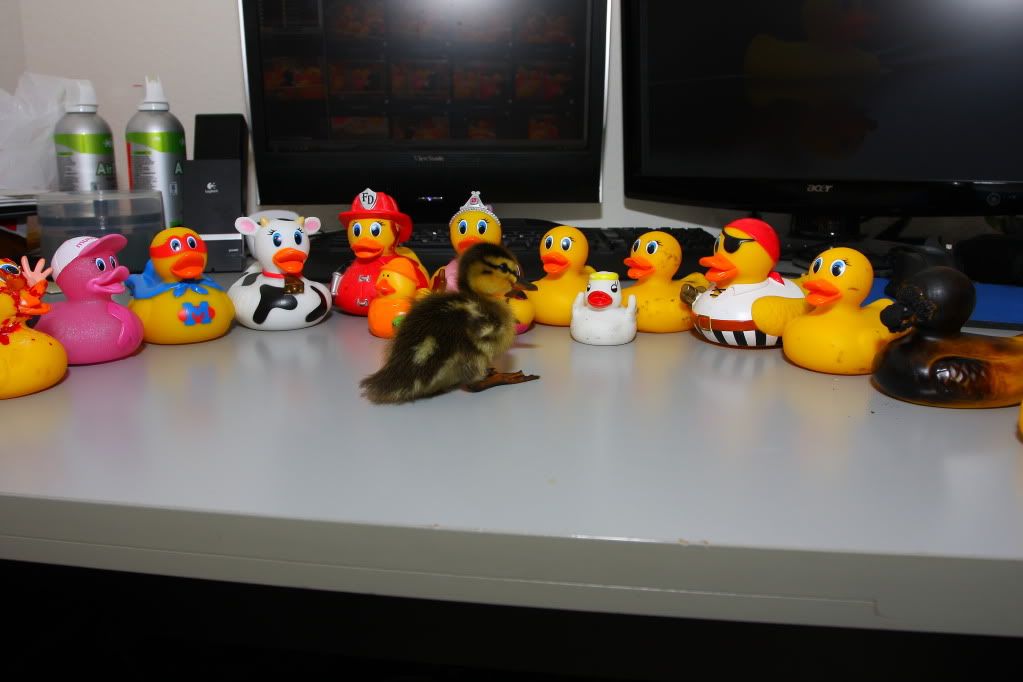 IMAGE: http://i88.photobucket.com/albums/k173/ryant35/Duckies/IMG_4661.jpg