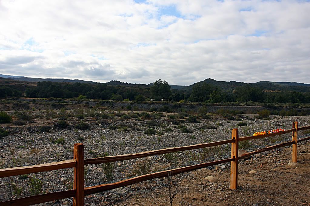 IMAGE: http://i88.photobucket.com/albums/k173/ryant35/Duckies/IMG_7036.jpg