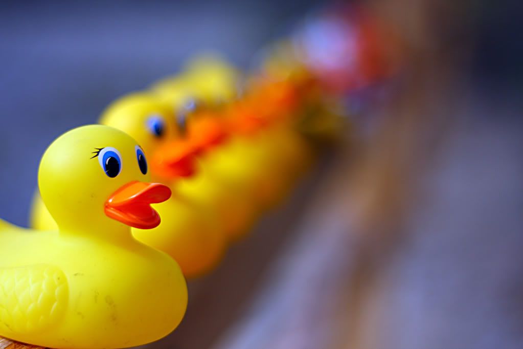 IMAGE: http://i88.photobucket.com/albums/k173/ryant35/Duckies/IMG_7041.jpg