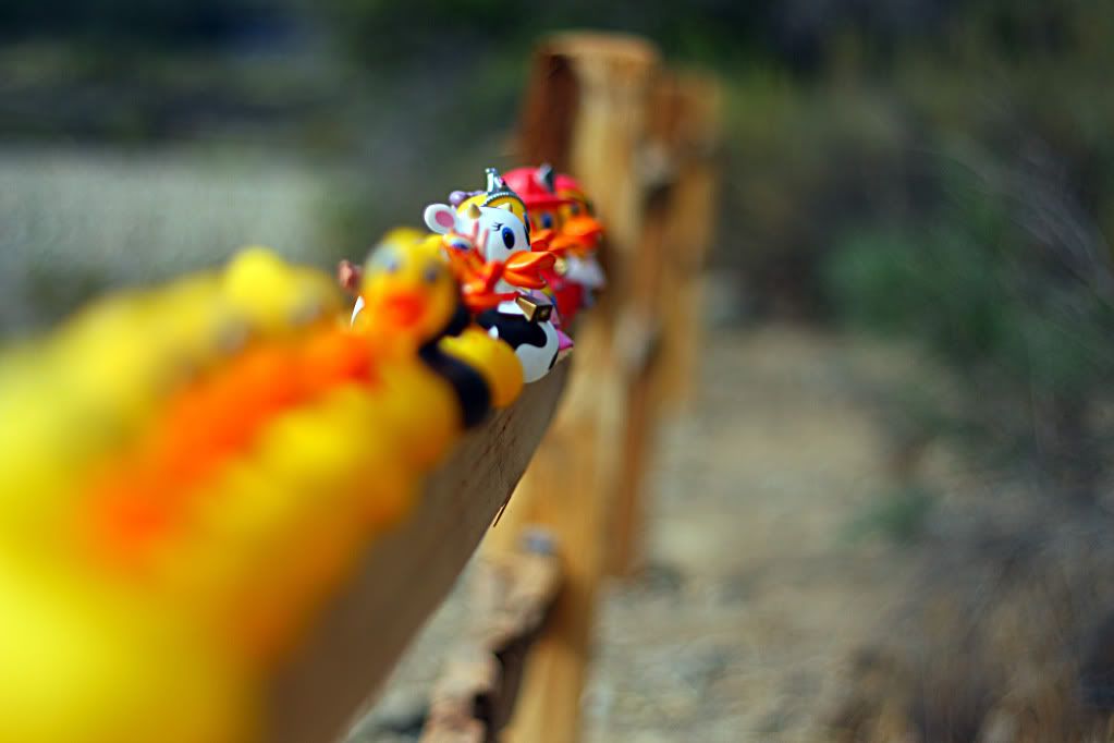 IMAGE: http://i88.photobucket.com/albums/k173/ryant35/Duckies/IMG_7044.jpg