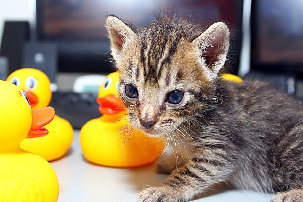 IMAGE: http://i88.photobucket.com/albums/k173/ryant35/Duckies/IMG_7069.jpg