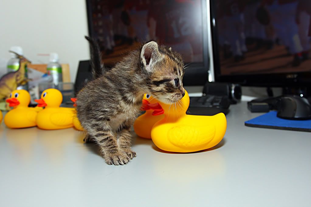 IMAGE: http://i88.photobucket.com/albums/k173/ryant35/Duckies/IMG_7074.jpg