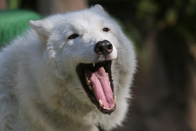 IMAGE: http://i88.photobucket.com/albums/k173/ryant35/IMG_0502_resize.jpg