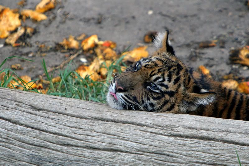 IMAGE: http://i88.photobucket.com/albums/k173/ryant35/IMG_0755.jpg