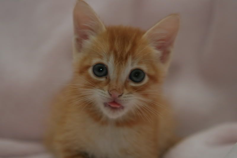 IMAGE: http://i88.photobucket.com/albums/k173/ryant35/IMG_0798.jpg