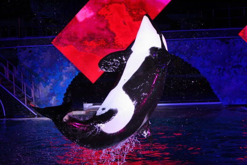 IMAGE: http://i88.photobucket.com/albums/k173/ryant35/IMG_1396_resize-1.jpg